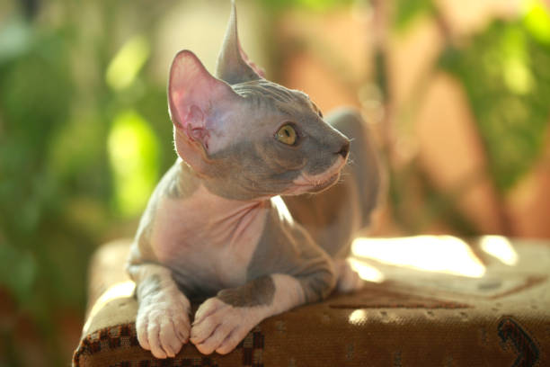 istock Portrait of cute sphinx cat 2204211501