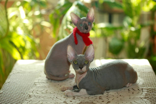 Portrait of cute sphinx cat