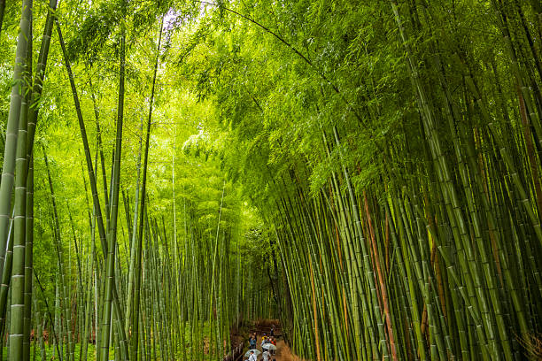 Kyoto, Japan, June 21, 2024: Tourists walk the footpaths of the Arashiyama Bamboo Grove, or Sagano Bamboo Forest, a natural bamboo forest, during a rainy, summer, morning.