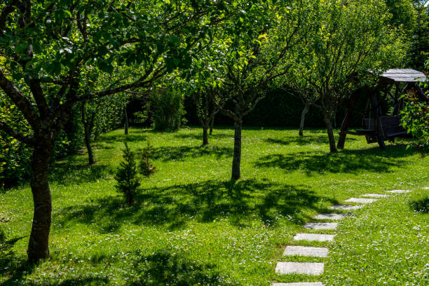 istock Small green garden with some blooming fruit trees. 2204213514