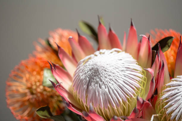 istock Pink King protea hydrangea flower with white pistils in bloom close up still 2204213737