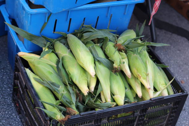 freshly harvested sweet corn from the garden