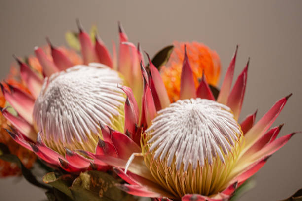 istock Pink King protea hydrangea flower with white pistils in bloom close up still 2204213766