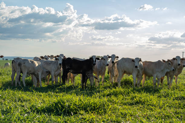 istock Nelore cattle in pasture at dusk 2204214887