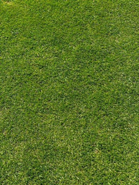 istock Green Grass Background Texture - Color Portrait Format 2204216051