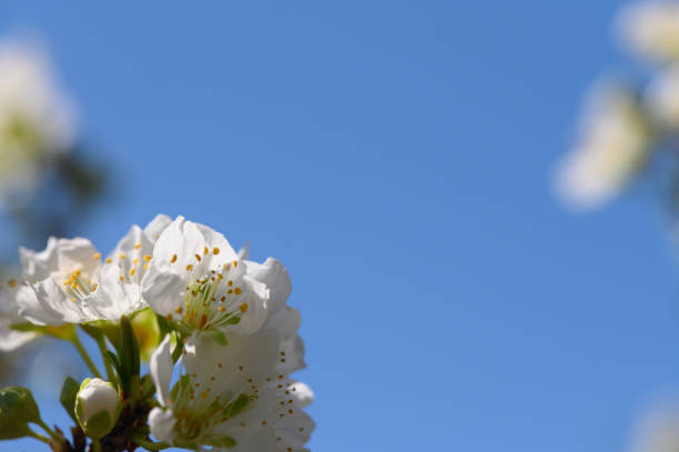 Delicate white flowers gracefully unfold under a vibrant blue sky, celebrating the beauty of springtime outdoors.