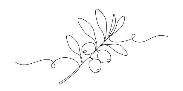 Olive branch in One continuous line drawing. Leaf tree with berry for banner or logo vegan healthy oil in simple linear style. Editable stroke. Doodle vector illustration Olive branch in One continuous line drawing. Leaf tree with berry for banner or logo vegan healthy oil in simple linear style. Editable stroke. Doodle vector illustration. olive branch stock illustrations