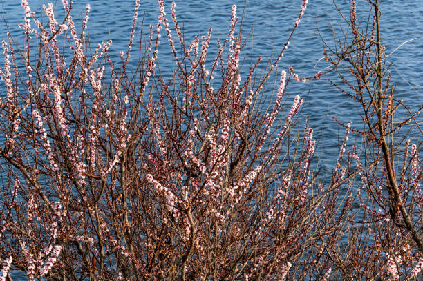 Fioritura lungo lago