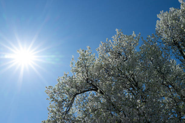 White cherry tree flower in spring. Blossoming tree brunch with white flowers on blue background. Spring flowers, blossom, white apple tree flowers. Blossoming tree brunch with white flowers on bokeh