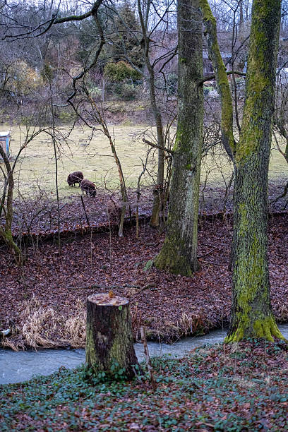 istock Sheep Grazing in a Rural Meadow Behind Trees 2204221926