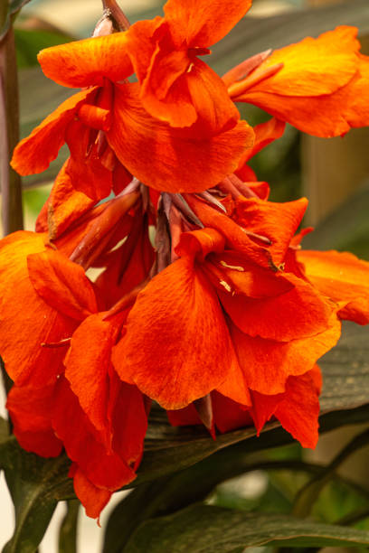 istock Blooming red canna flowers, tropical garden 2204221939