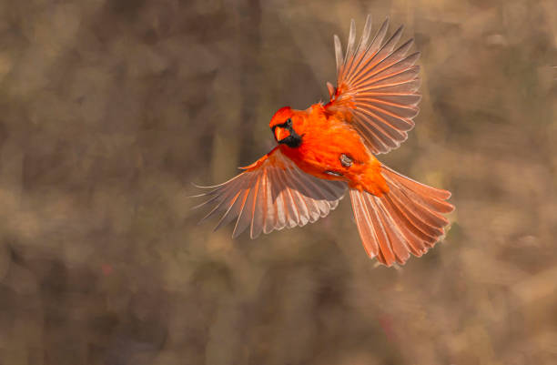 istock Male Northern Cardinal In Flight 2204221941