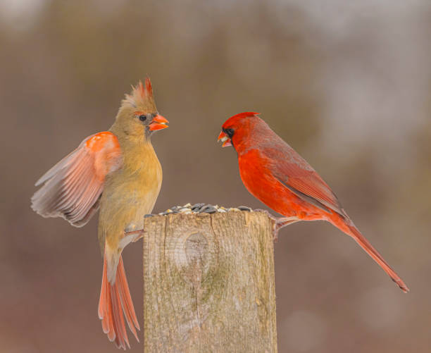 istock Northern Cardinals 2204221984