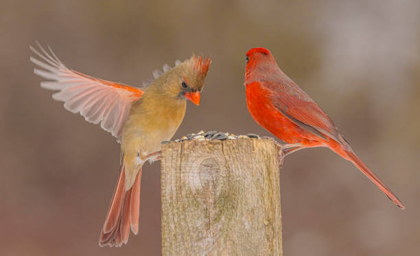 istock Northern Cardinals At The Feeder 2204221996