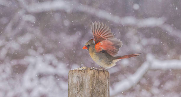 istock Female Northern Cardinal 2204222026