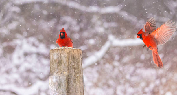 istock Northern Cardinals 2204222046