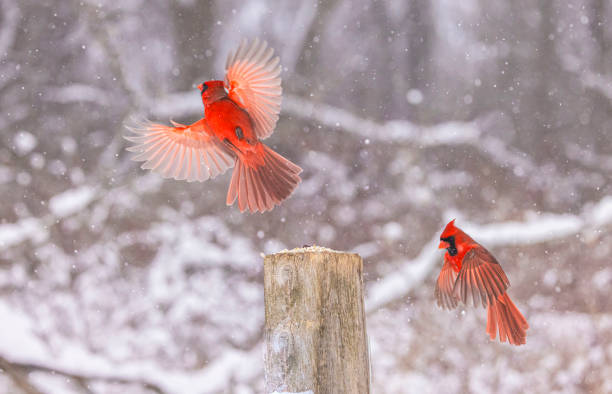 istock Northern Cardinals 2204222049