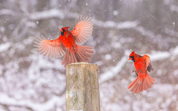 istock Northern Cardinals 2204222051