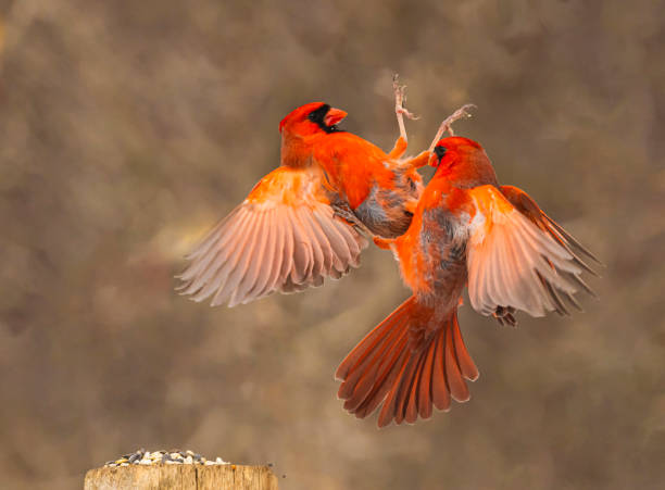 istock Two Male Cardinals 2204222290