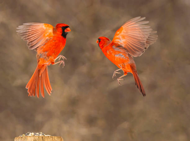 istock Two Male Cardinals 2204222291