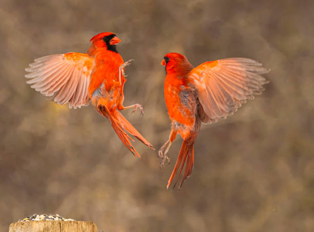 istock Two Male Cardinals 2204222293