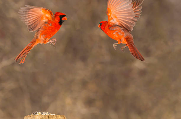 istock Two Male Cardinals 2204222294