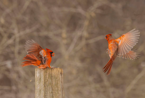 Cardinalis perched on branch