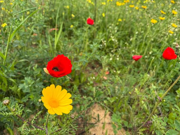 A vibrant red poppy and a bright yellow daisy stand out against a lush green meadow, symbolizing the beauty of spring.