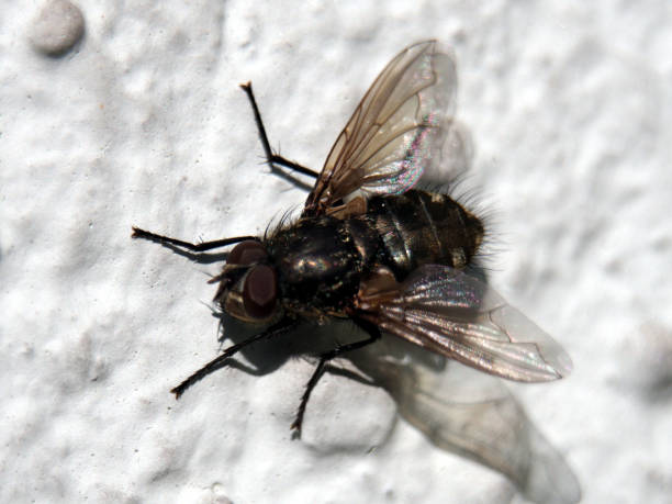 Isolated macro top view of a common cluster fly (pollenia rudis) on a wall. Bonn, Germany in March