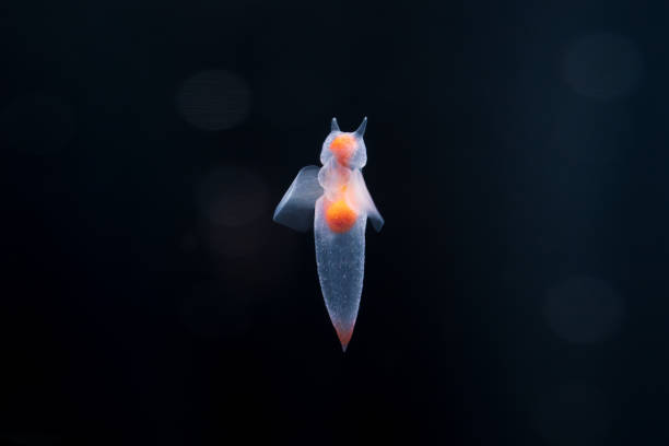 istock Clione, known as the angel of drift ice 2204223521