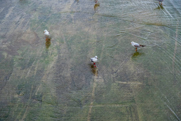 Three birds are standing in a puddle of water. The birds are white and black. The puddle is green and murky