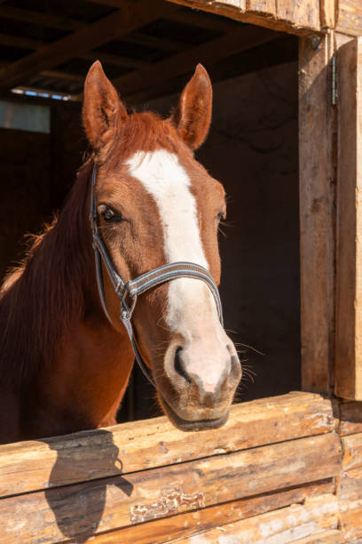 Bay horse portrait