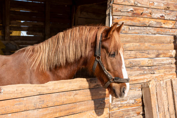Bay horse portrait