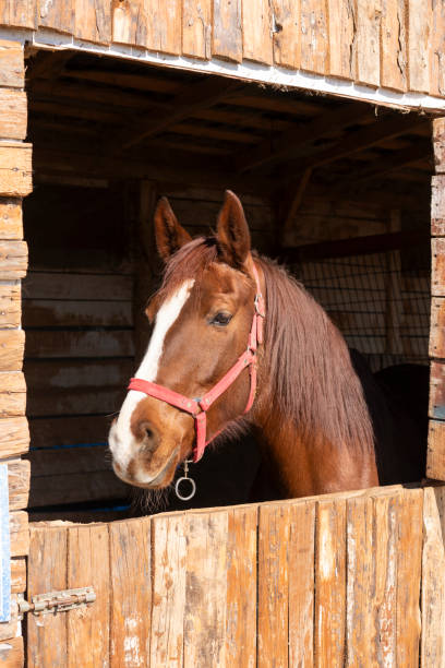 istock Bay horse portrait 2204225995