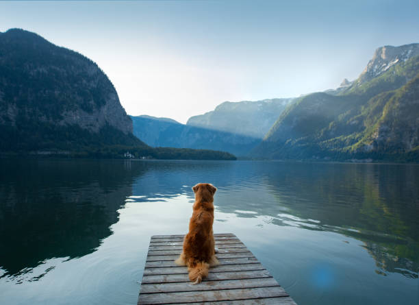 istock Dog sitting on lake dock 2204226832