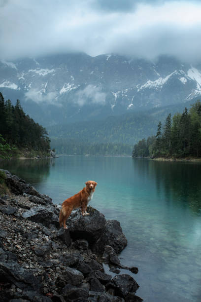 istock Dog on mountain lake shore 2204226835