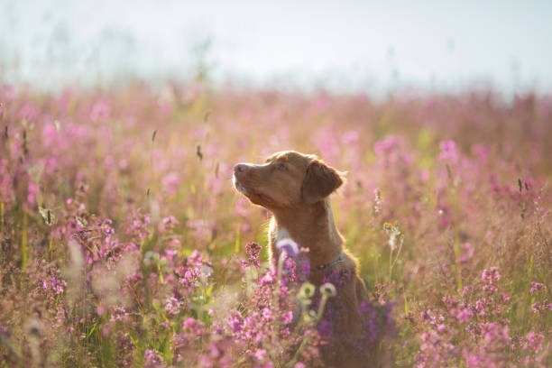 Dog sitting calmly in a field of tall pink wildflowers under soft natural light. The contrast between the dog's warm fur and the vibrant blooms creates a harmonious outdoor scene.