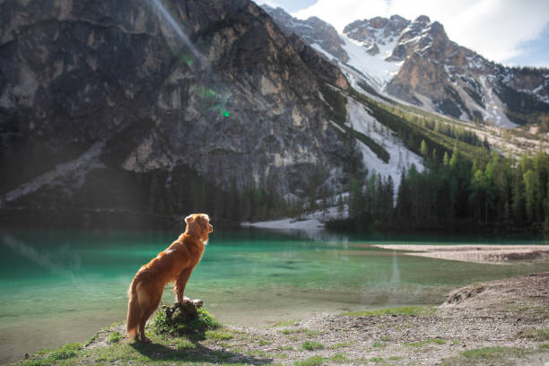istock Dog by the tranquil lake 2204226850