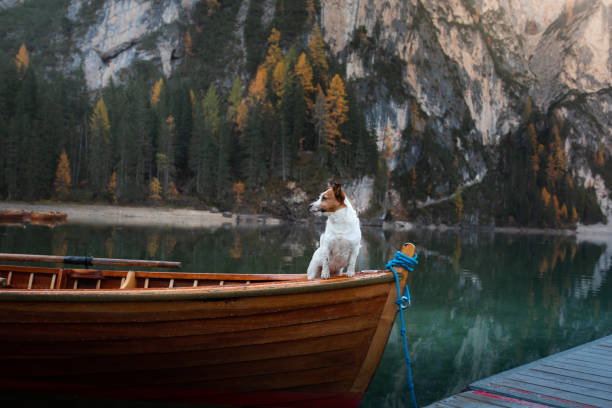 istock Jack Russell in a boat 2204226854