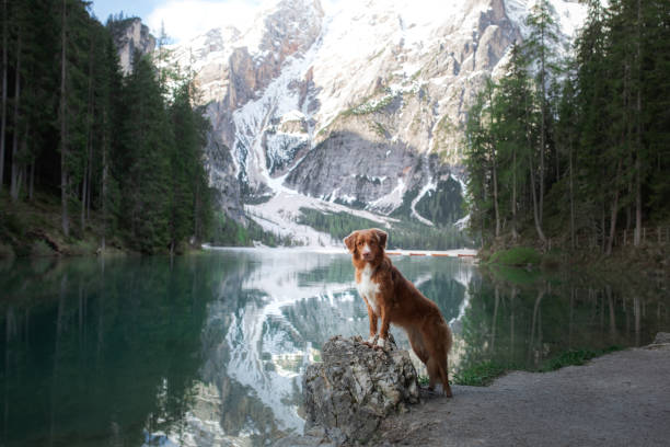 istock Dog by the mountain lake 2204226857