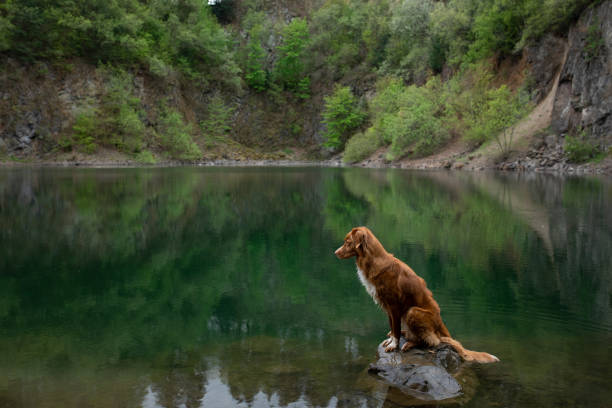 istock Dog playing in the water 2204226858