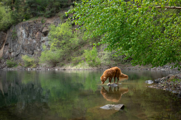 A Nova Scotia Duck Tolling Retriever standing in shallow water surrounded by lush greenery. The calm water reflects the natural beauty of the scene.