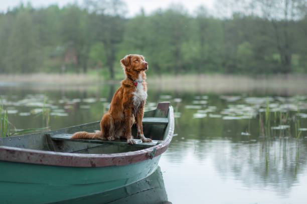 istock Dog sitting in a boat on the lake 2204226890