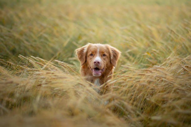 istock Dog in a golden field 2204226897