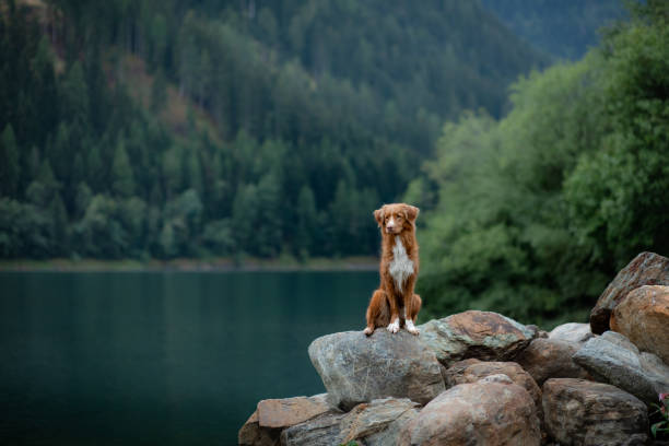 istock Dog standing by a mountain lake 2204226910