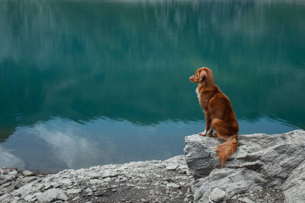 istock Dog sitting on rocky lake shore 2204226913