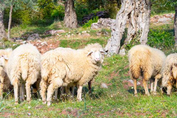 A flock of fluffy sheep grazing in a sunny, lush green meadow. the image peaceful rural scene with vibrant natural colors and textured wool.