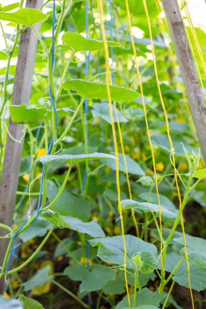 istock Vertical bed with cucumbers hanging on a trellis. Growing vegetables in the garden 2204227119