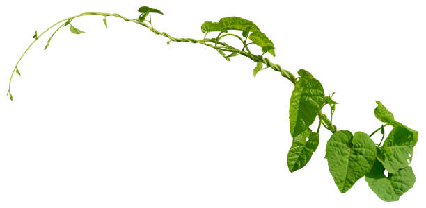 istock Vine plant ivy isolated on white background. Clipping path 2204227217
