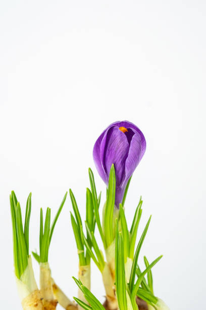 Close-Up of Purple Crocus Bloom on a white background
